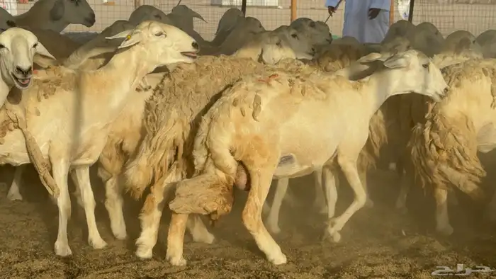 غنم خلفات حريات حرش صنف عددها 50 معاها 50 والفحل 2