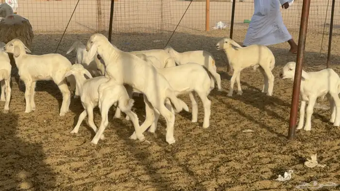 غنم خلفات حريات حرش صنف عددها 50 معاها 50 والفحل 15
