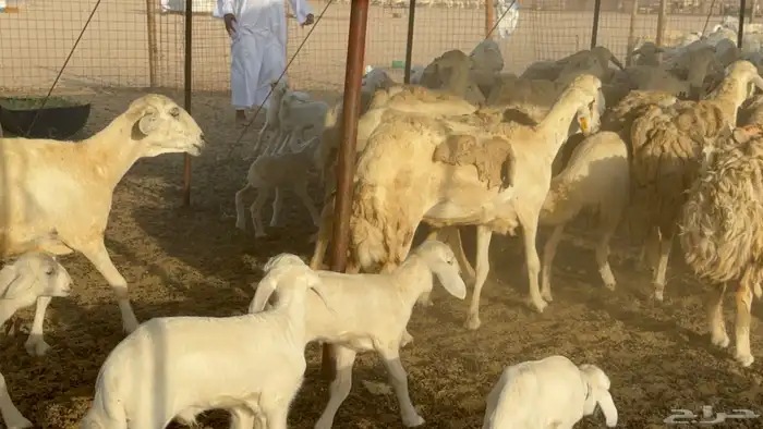 غنم خلفات حريات حرش صنف عددها 50 معاها 50 والفحل 18