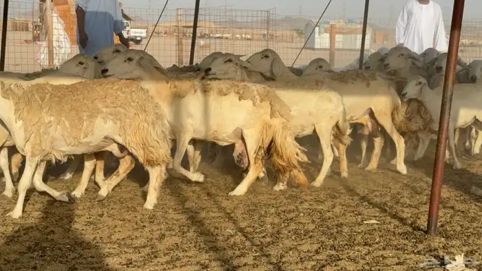 غنم خلفات حريات حرش صنف عددها 50 معاها 50 والفحل 14