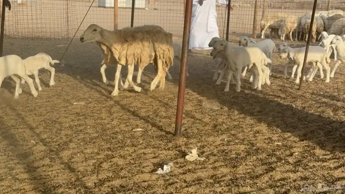 غنم خلفات حريات حرش صنف عددها 50 معاها 50 والفحل 13