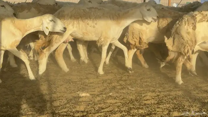 غنم خلفات حريات حرش صنف عددها 50 معاها 50 والفحل 4