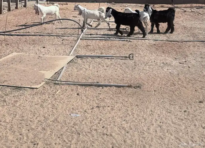 تيوس للبيع 1