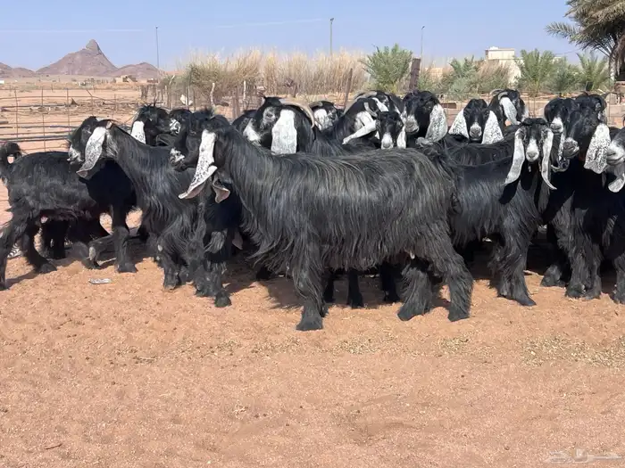 مراح معزا للبيع 9