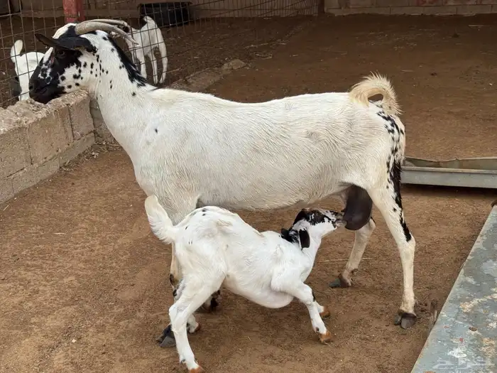 عنز منتوج فاخرة التبع تيس 2