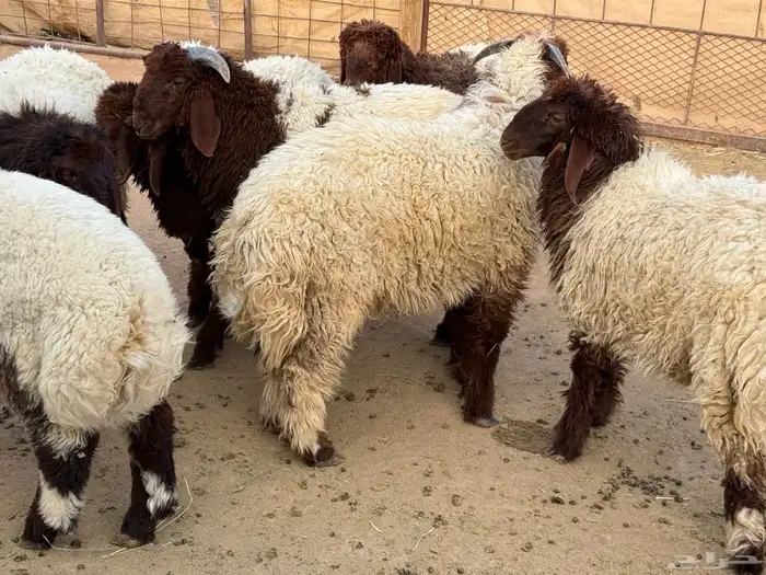 ذبايح نعيم طيبة 2