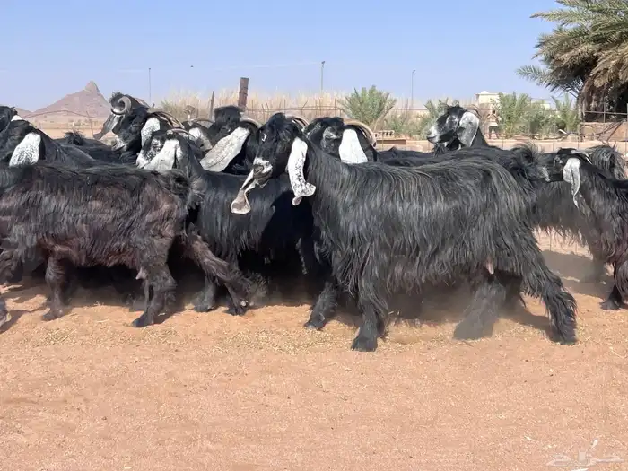 مراح معزا للبيع 3