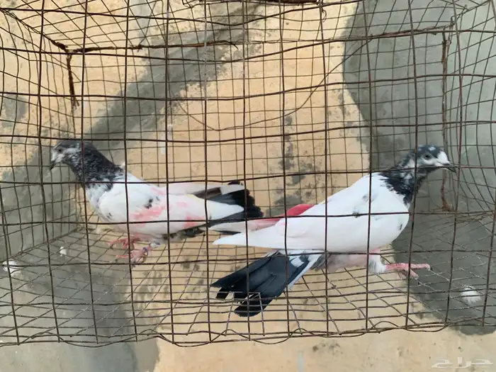 للبيع حمام باكستاني 7