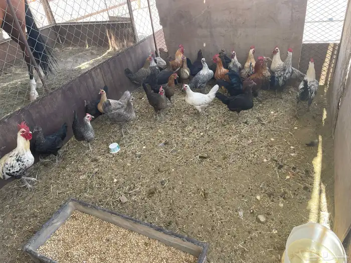 دجاج للبيع 2