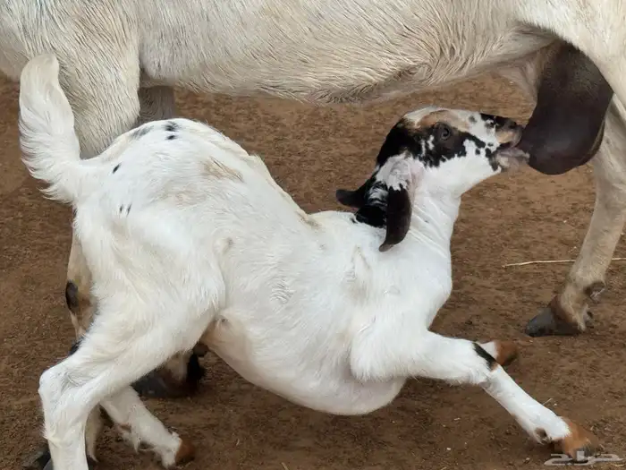 عنز منتوج فاخرة التبع تيس 3