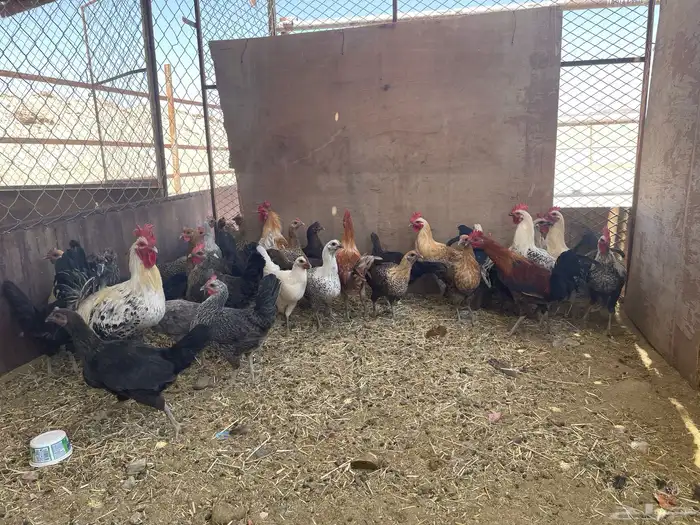 دجاج للبيع 0