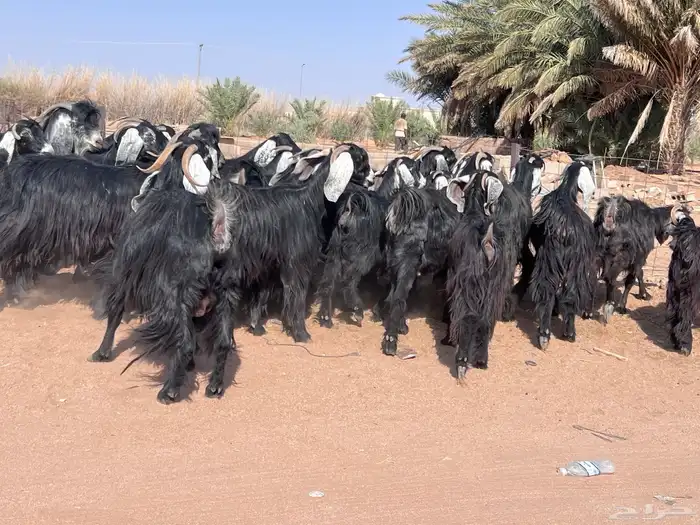 مراح معزا للبيع 6