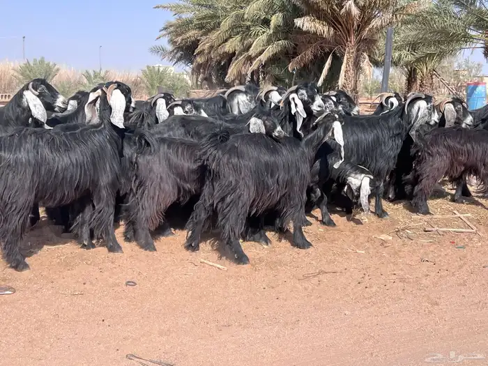 مراح معزا للبيع 4
