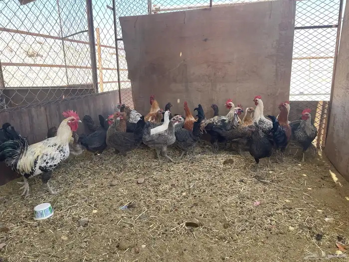 دجاج للبيع 1