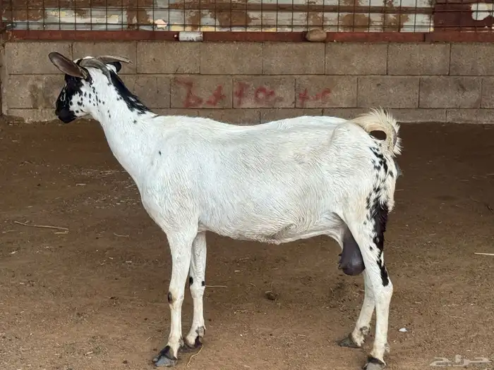 عنز منتوج فاخرة التبع تيس 1