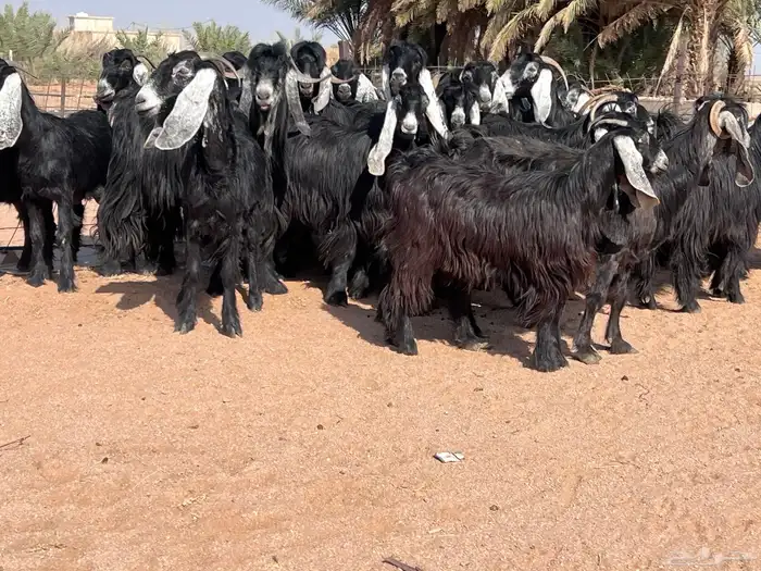 مراح معزا للبيع 5