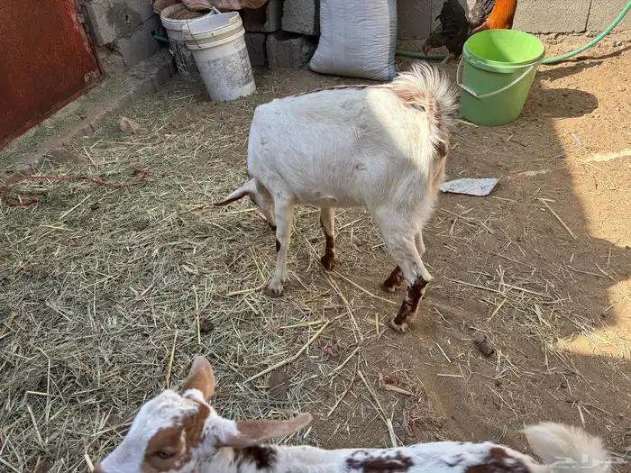 خبشه للبيع 1
