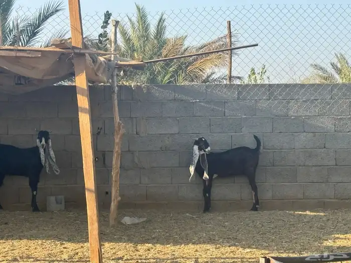جفار هولنديه صنف تم البيع 0