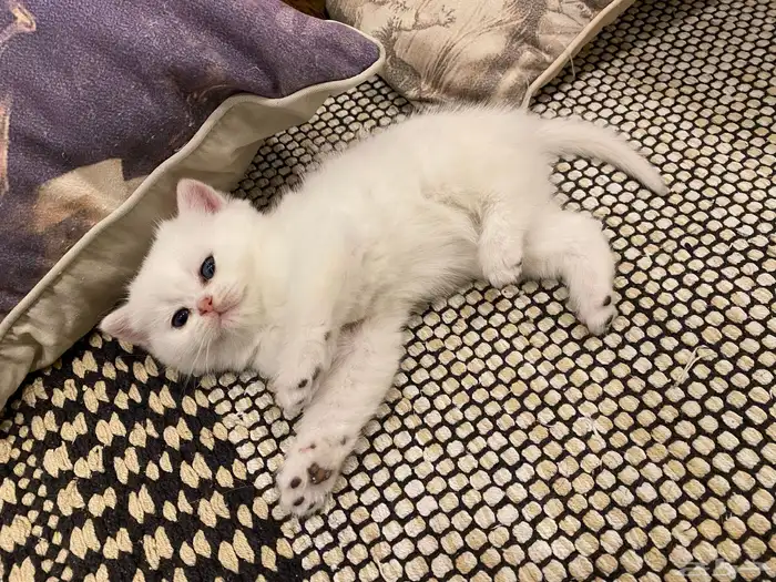 كيتن مسجله مستوى عالي 1