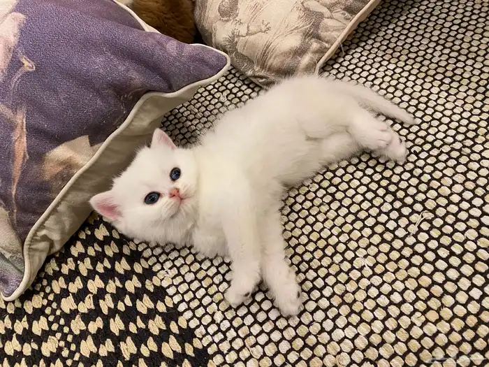 كيتن مسجله مستوى عالي 2