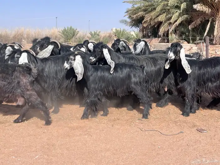 مراح معزا للبيع 1