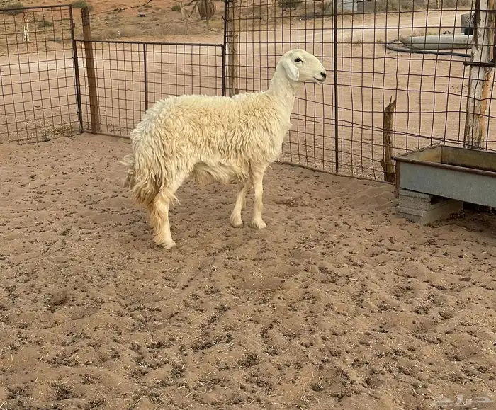 غنم نجد طيبه 3