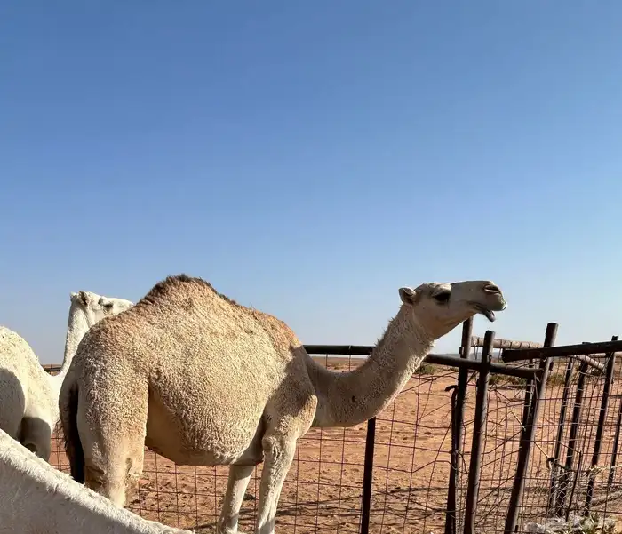 بكرة قصب 0