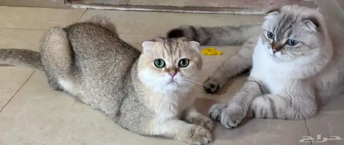 قطط سكوتش فولد 2