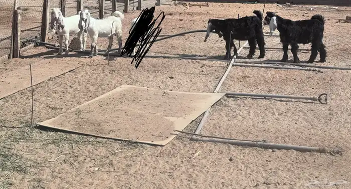 تيوس للبيع 2