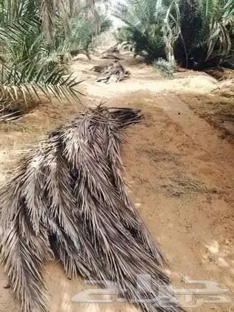 النخيل 0