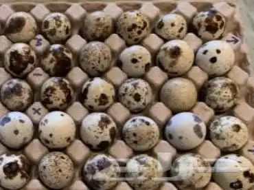 بيض سمان مخصب 0