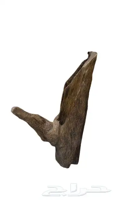 عود تايقر فتنامي درجه اولى 6