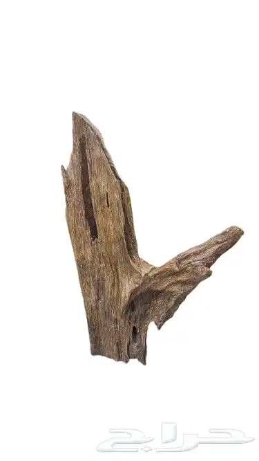 عود تايقر فتنامي درجه اولى 5