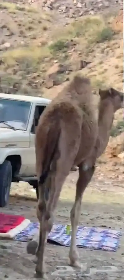 قعود للبيع 7 اشهر 1