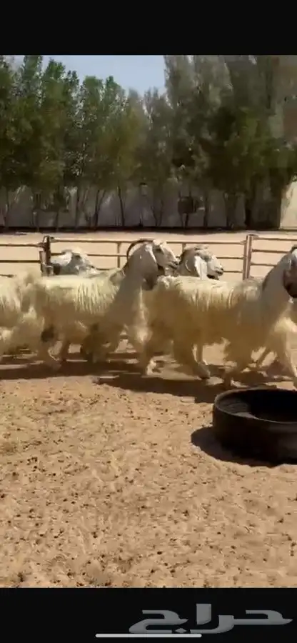 معزا عوارض بيض 11