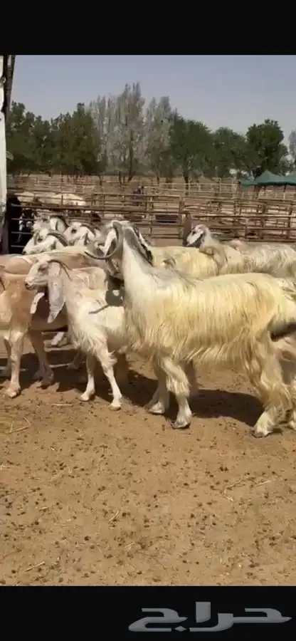 معزا عوارض بيض 5