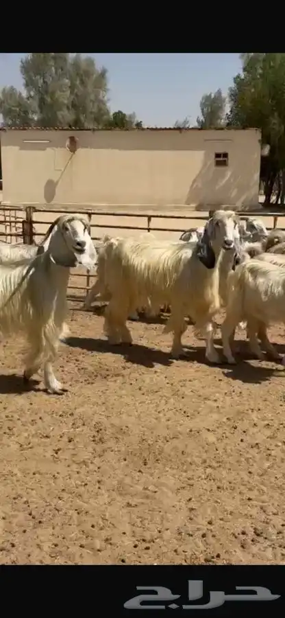 معزا عوارض بيض 10