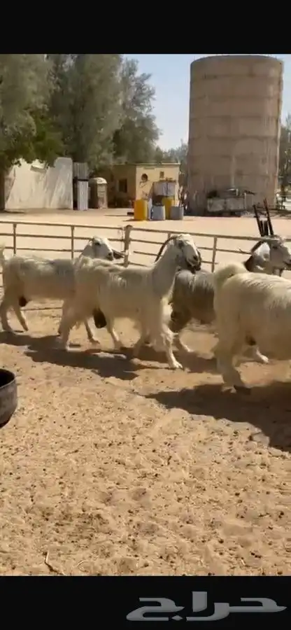 معزا عوارض بيض 12