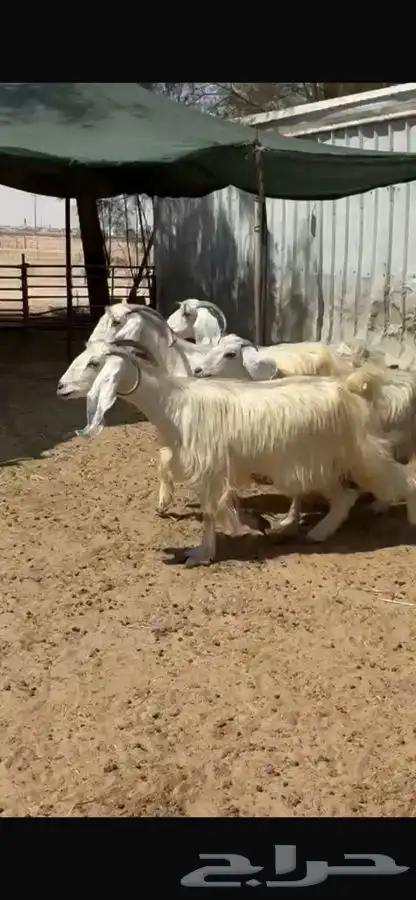 معزا عوارض بيض 9