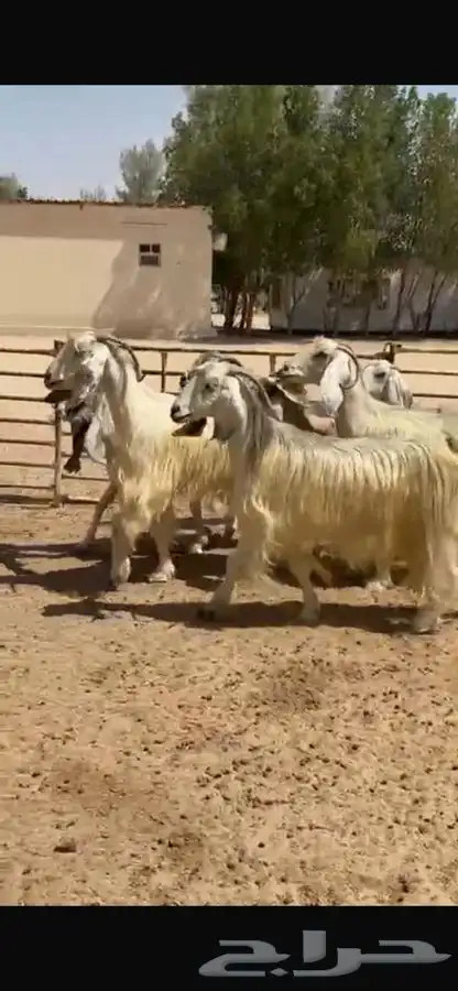 معزا عوارض بيض 0