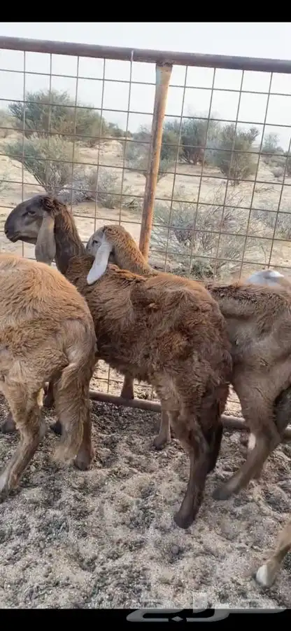 رخال سواكن تيلاد 0