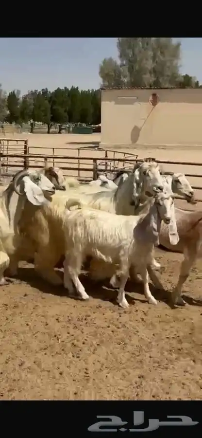 معزا عوارض بيض 3