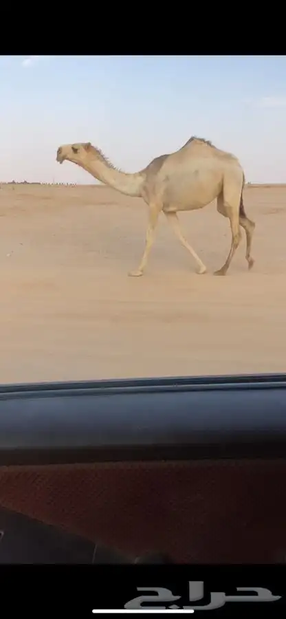 ضريبه وضحاء كفو وبكره باتليه 0