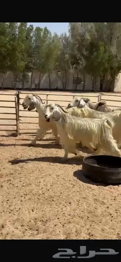 معزا عوارض بيض 14