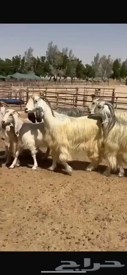 معزا عوارض بيض 6