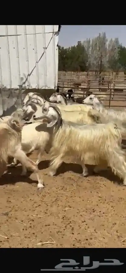 معزا عوارض بيض 7