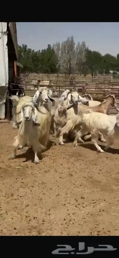 معزا عوارض بيض 1