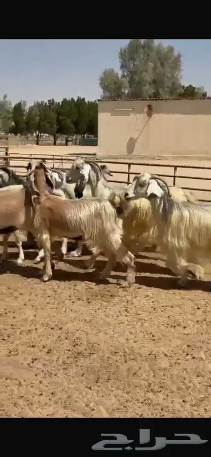 معزا عوارض بيض 13