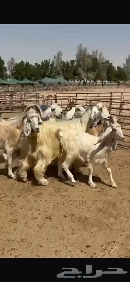 معزا عوارض بيض 4