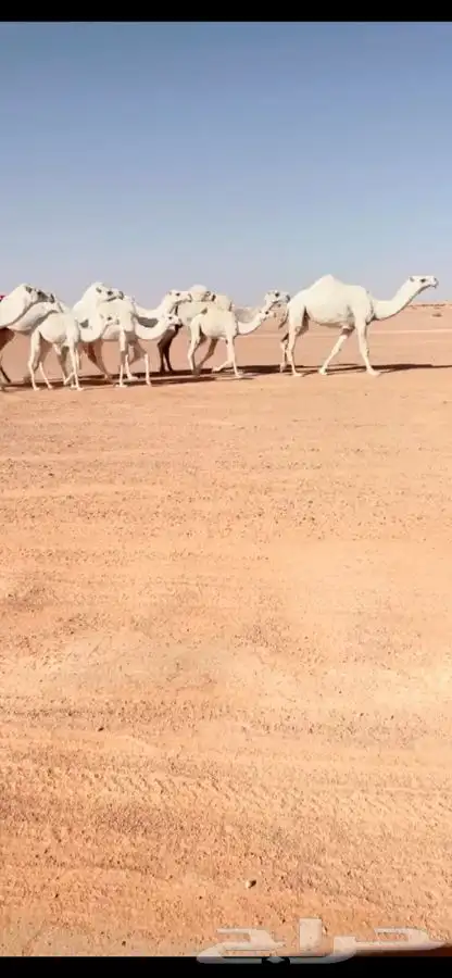 ابل وضح العدد خمس 3 عشاير 2 لقحات 0